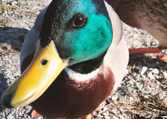 Doba House Appartamento